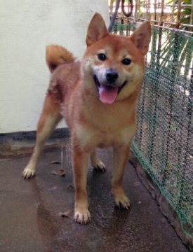 柴犬(標準サイズ)【埼玉県・女の子・2015年4月25日・赤色】の写真「優良血統で、優しく人懐っこい子です(^-^)」