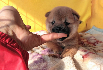 柴犬(標準サイズ)【埼玉県・男の子・2019年6月20日・赤】の写真「元気な人懐っこい抜群優良血統の男の子です😉🌸」