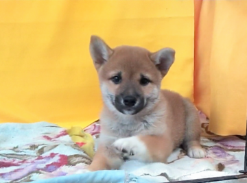 柴犬(標準サイズ)【埼玉県・男の子・2018年9月3日・赤】の写真「優良血統の優しい男の子です。😊🌸」