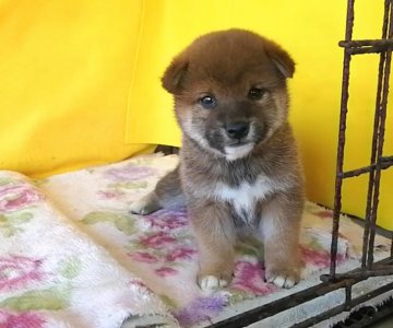 柴犬(標準サイズ)【埼玉県・男の子・2019年11月21日・赤】の写真「抜優良血統の美男美女の両親から生まれました😉🌸」
