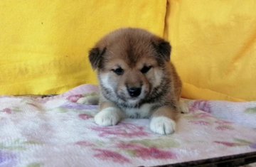 柴犬(標準サイズ)【埼玉県・男の子・2020年9月28日・赤】の写真「優良血統で抜群に美男美女の両親の子犬です😊🌻」