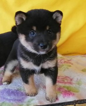 柴犬(豆柴)【埼玉県・女の子・2019年11月19日・黒】の写真「抜群に容姿端麗で性格も頭もすごく良い両親の子犬です」