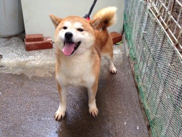 柴犬(標準サイズ)【埼玉県・男の子・2015年4月29日・赤】の写真「優しく人懐っこい子です(^-^)」