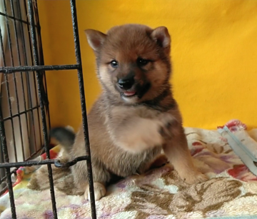 柴犬(豆柴)【埼玉県・男の子・2019年7月27日・赤】の写真「優良血統の美系両親から生まれました。😉🌸」