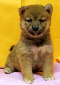 柴犬(標準サイズ)【埼玉県・女の子・2016年5月11日・赤色】の写真「優良血統で優しく人懐っこい小振りな子です(^-^)」