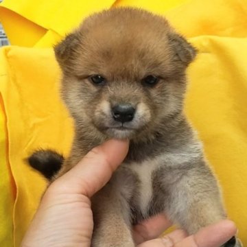 柴犬(標準サイズ)【埼玉県・女の子・2023年4月11日・赤】の写真「とっても美人で将来有望な女の子です。🤭🌸」