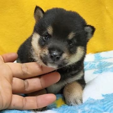 柴犬(豆柴)【埼玉県・男の子・2022年7月31日・黒】の写真「おっとり優しい子です。☺️🌻」