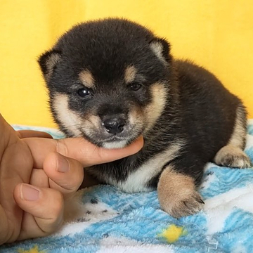 柴犬(豆柴)【埼玉県・男の子・2022年7月31日・黒】の写真「抜群に優良血統元気なとっても愛らしい子です。☺🌸」