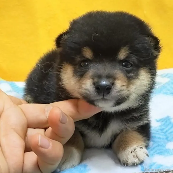 ID：2208-04870の子犬