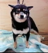 豆柴【・女の子・2019年11月30日・黒】