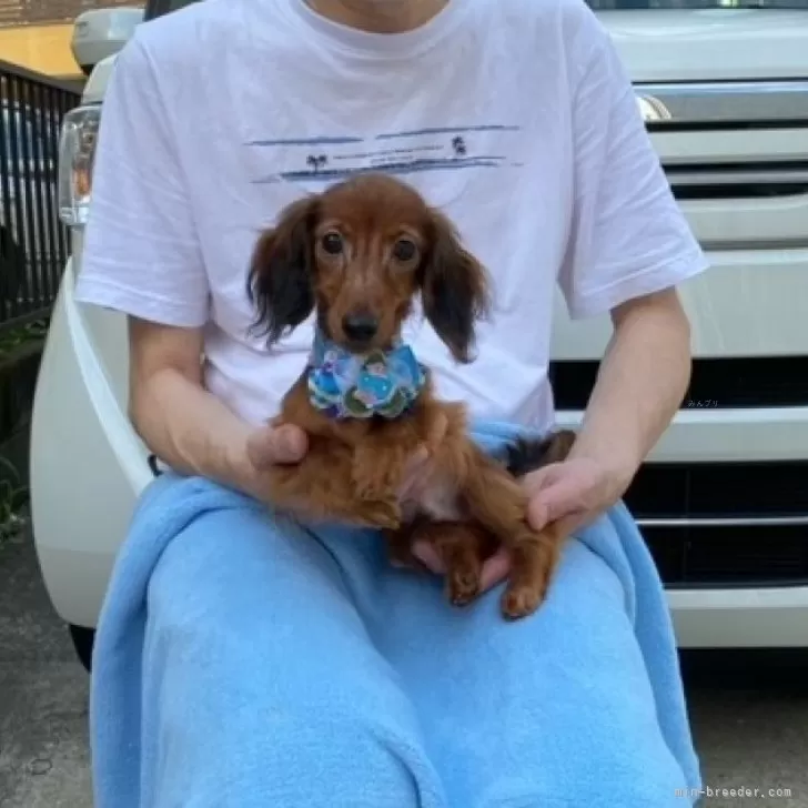はるママ 様のお迎えした子犬