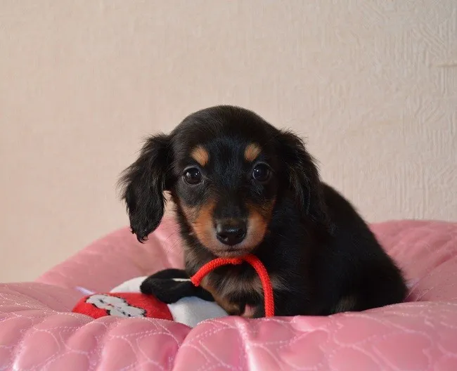 風花 様のお迎えした子犬
