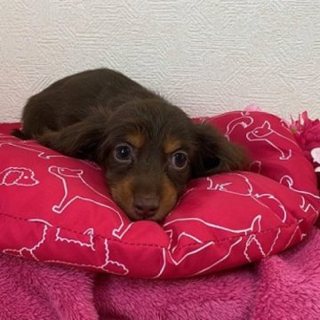 カニンヘンダックスフンド(ロング)【千葉県・女の子・2023年12月21日・チョコタン】の写真「パパはチャンピオン♪　両親PRAクリア♪」