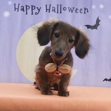 カニンヘンダックスフンド(ロング)【千葉県・男の子・2022年5月3日・レッド】の写真「血統優秀　チャンピオン直子　PRAクリア」