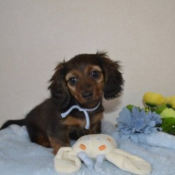 カニンヘンダックスフンド(ロング)【千葉県・男の子・2022年11月12日・レッド】の写真「血統優秀　チャンピオン直子　PRAクリア」