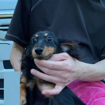 カニンヘンダックスフンド(ロング)【千葉県・女の子・2023年9月8日・ブラックタン】の写真「ママはチャンピオン♪　PRAクリア♪」