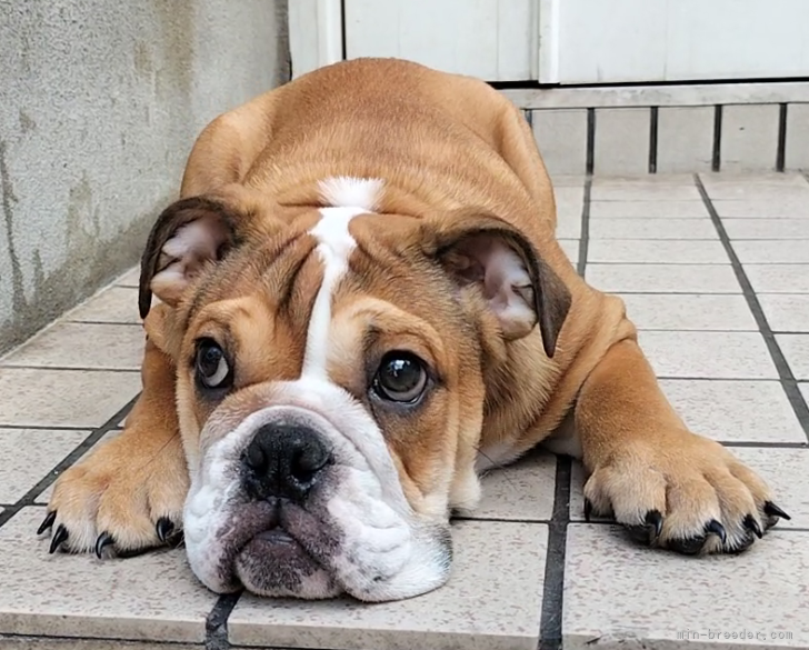 ブルドッグファミリー｜上山　富子(うえやま　とみこ)ブリーダー(奈良県・ブルドッグ・JKC登録)の紹介写真3