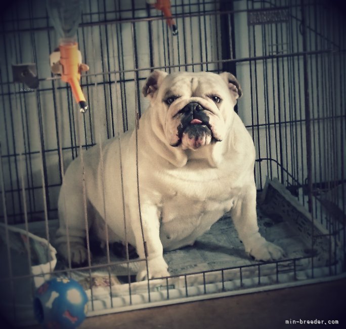 上山　富子(うえやま　とみこ)ブリーダー(奈良県・ブルドッグ・JKC登録)の紹介写真6