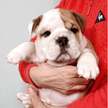 ブルドッグ【奈良県・女の子・2025年9月20日・レッド&ホワイト】の写真「可愛いお目目と左ブチの可愛い女の仔」