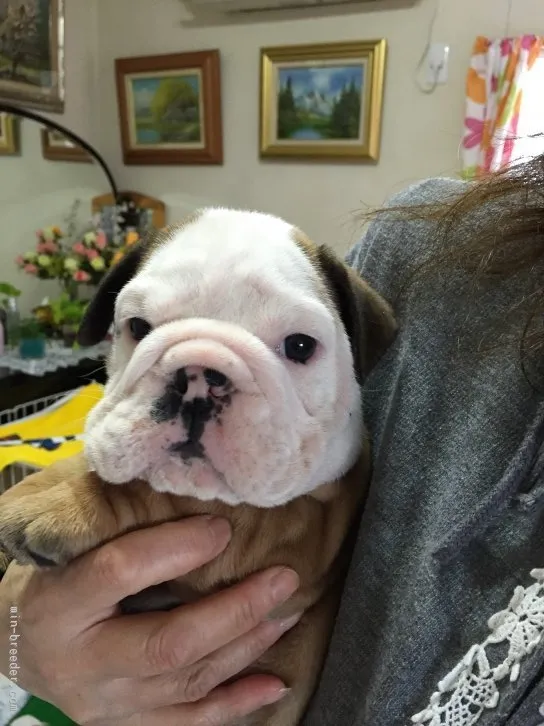 Keiko 様のお迎えした子犬