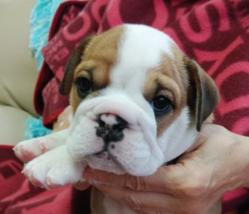 ブルドッグ【奈良県・女の子・2018年9月10日・レッド&ホワイト】の写真「優良血統　ブレーズの綺麗な女の子」