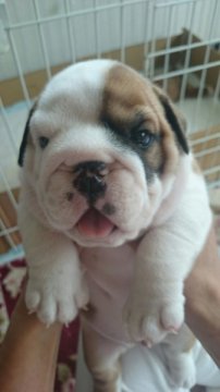 ブルドッグ【奈良県・男の子・2015年6月21日・レッド&ホワイト】の写真「プリプリの男の子です。」