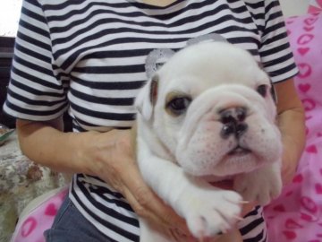 ブルドッグ【奈良県・男の子・2017年8月9日・レッド&ホワイト】の写真「ホワイトヘッドに目元アイシャドウの男の子」