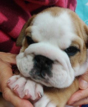 ブルドッグ【奈良県・女の子・2018年9月10日・レッド&ホワイト】の写真「優良血統　頭が大きくポッチャリな女の子」