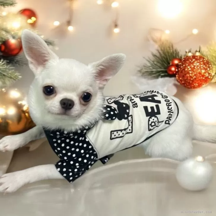 ID:2407-02920の子犬
