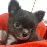 チワワ(ロング)