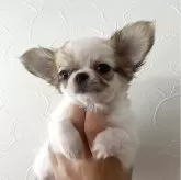 チワワ(ロング)