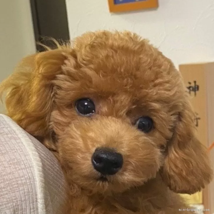 ID：2407-01399の子犬