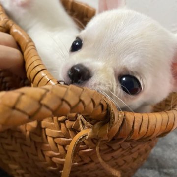 チワワ(スムース)【埼玉県・男の子・2024年5月18日・ホワイト&クリーム】の写真「小さくて中身がパツパツ詰まった可愛いスムチー❤️」