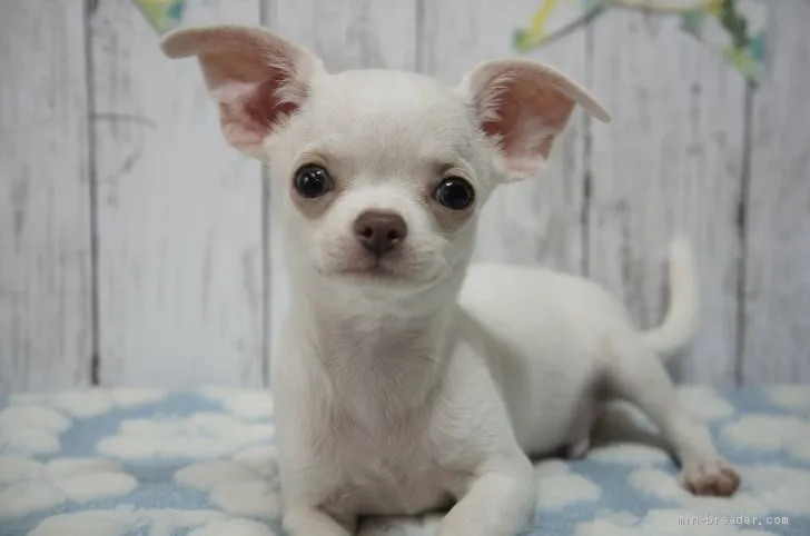 ID：1907-00954の子犬