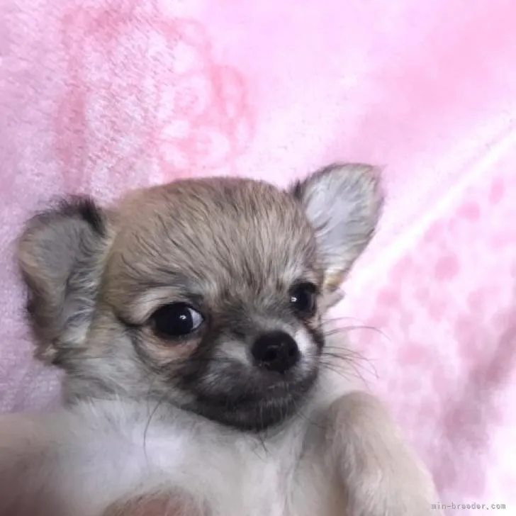 ID：2207-05554の子犬