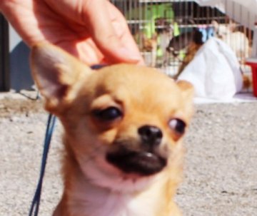 チワワ(スムース)【東京都・男の子・2017年11月5日・フォーン】の写真「構成骨格間違いなしの男の子！」