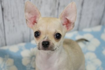 チワワ(スムース)【東京都・女の子・2019年5月23日・フォーン】の写真「二か国チャンピオン直子ブリードタイプ」