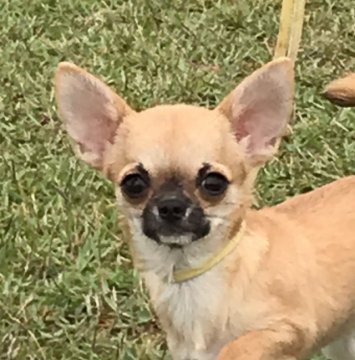 チワワ(スムース)【東京都・女の子・2019年5月23日・フォーン】の写真「ドッグショーにてベビーBISSいただきました」