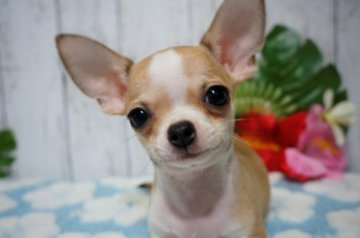 チワワ(スムース)【東京都・男の子・2019年5月7日・レッド&ホワイト】の写真「両親チャンピオン❗️小ぶりドワーフタイプ」