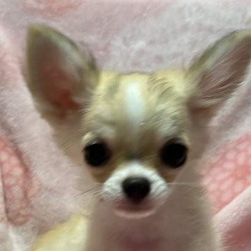 チワワ(ロング)【東京都・男の子・2023年3月30日・フォーン&ホワイト】の写真「ムチムチコロコロボディー」