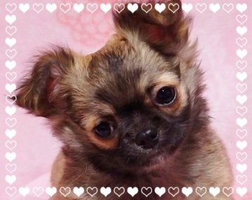 チワワ(ロング)【東京都・男の子・2017年12月11日・レッド】の写真「モコモコふわふわでクマさんみたいです」