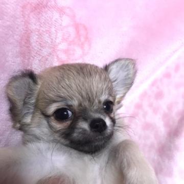 チワワ(ロング)【東京都・男の子・2022年6月22日・フォーン】の写真「おじいちゃん、パパがチャンピオンのイケメン君」