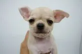 チワワ(スムース)【東京都・男の子・2019年5月23日・フォーン】の写真3