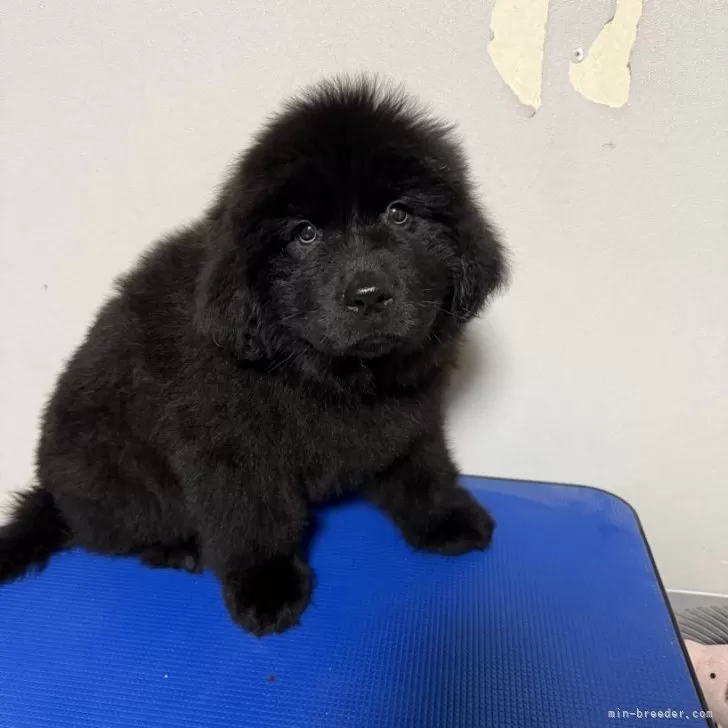 ニューファンドランド【滋賀県・女の子・2024年10月20日・ブラック】の写真1「シャンプーしてふわふわになりました」