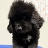 ニューファンドランド【滋賀県・女の子・2024年10月20日・ブラック】の写真1「おっとりの女の子」