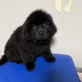 ニューファンドランド