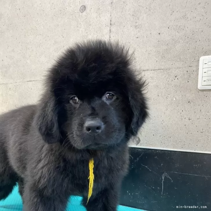 ID:2312-05824の子犬