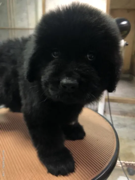 ID：1902-01629の子犬