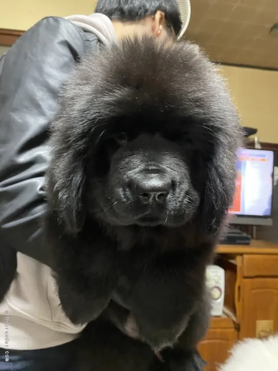 ID:2001-02680の子犬