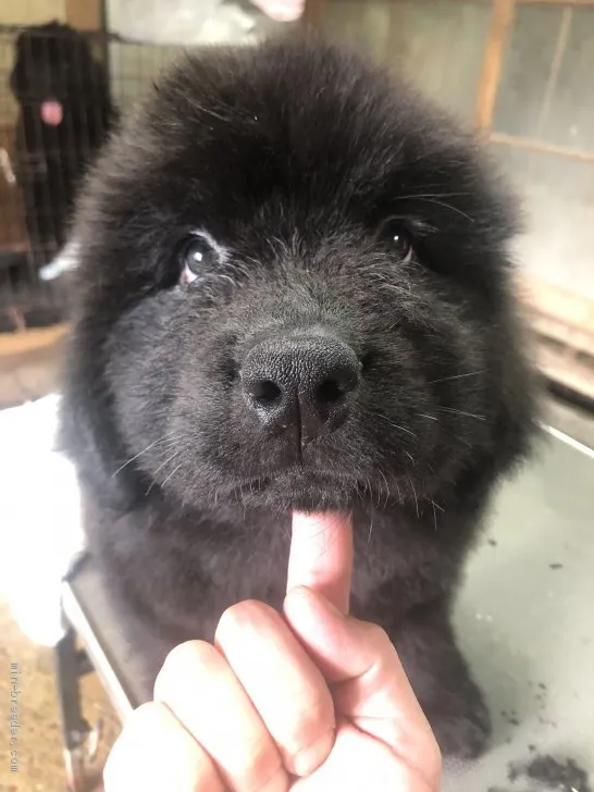 ID：1908-03217の子犬